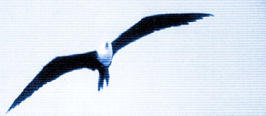 OSPREY.JPG (27217 bytes)